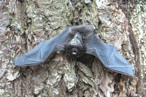 Prepoznatljive značajke odreda